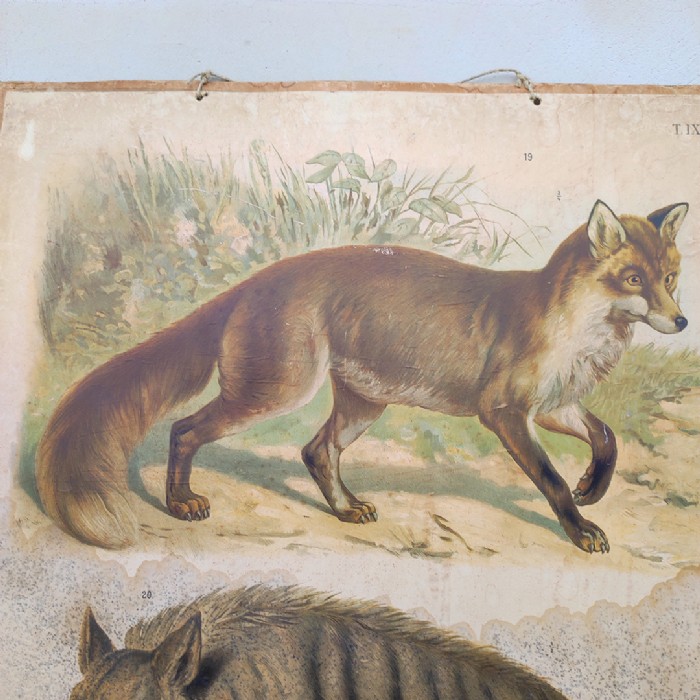 Passa il mouse sull'immagine per ingrandire Poster tavola didattica volpe e iena vintage - foto 2