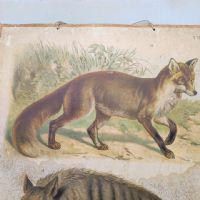 Ingrandisci l'immagine Poster tavola didattica volpe e iena vintage - miniatura 2