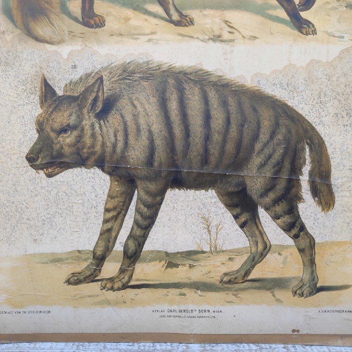 Passa il mouse sull'immagine per ingrandire Poster tavola didattica volpe e iena vintage - foto 3