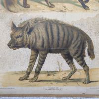 Ingrandisci l'immagine Poster tavola didattica volpe e iena vintage - miniatura 3