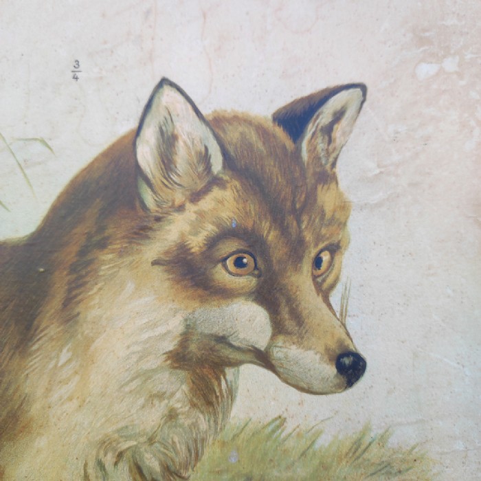 Passa il mouse sull'immagine per ingrandire Poster tavola didattica volpe e iena vintage - foto 4