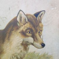 Ingrandisci l'immagine Poster tavola didattica volpe e iena vintage - miniatura 4