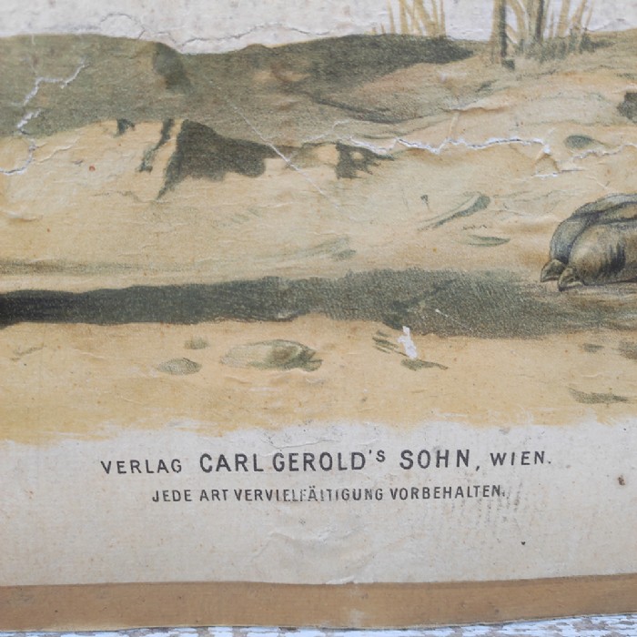Passa il mouse sull'immagine per ingrandire Poster tavola didattica volpe e iena vintage - foto 7