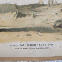 Ingrandisci l'immagine Poster tavola didattica volpe e iena vintage - miniatura 7
