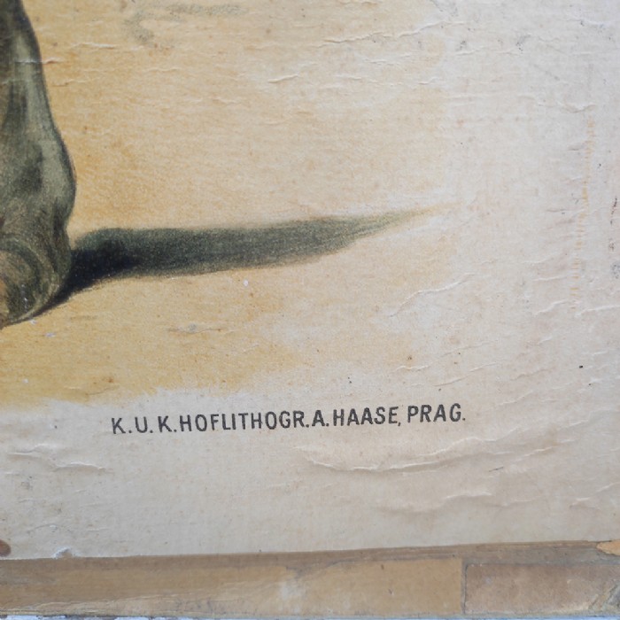 Passa il mouse sull'immagine per ingrandire Poster tavola didattica volpe e iena vintage - foto 8