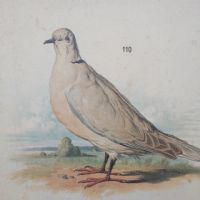 Ingrandisci l'immagine Poster tavola didattica tortore piccione e colomba vintage - miniatura 4