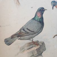 Ingrandisci l'immagine Poster tavola didattica tortore piccione e colomba vintage - miniatura 2