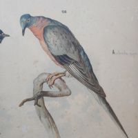 Ingrandisci l'immagine Poster tavola didattica tortore piccione e colomba vintage - miniatura 3