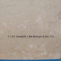 Ingrandisci l'immagine Poster tavola didattica tortore piccione e colomba vintage - miniatura 11