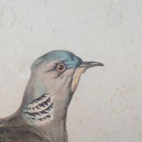 Ingrandisci l'immagine Poster tavola didattica tortore piccione e colomba vintage - miniatura 7