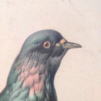 Ingrandisci l'immagine Poster tavola didattica tortore piccione e colomba vintage - miniatura 5