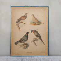 Ingrandisci l'immagine Poster tavola didattica tortore piccione e colomba vintage - miniatura 1