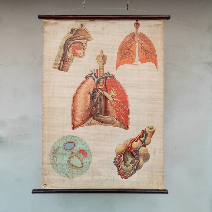 Passa il mouse sull'immagine per ingrandire Immagine dell'articolo Poster Poster didattico medico apparato respiratorio vintage n.401