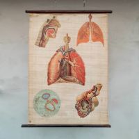 Poster didattico medico apparato respiratorio vintage n°NaN di colore Misto