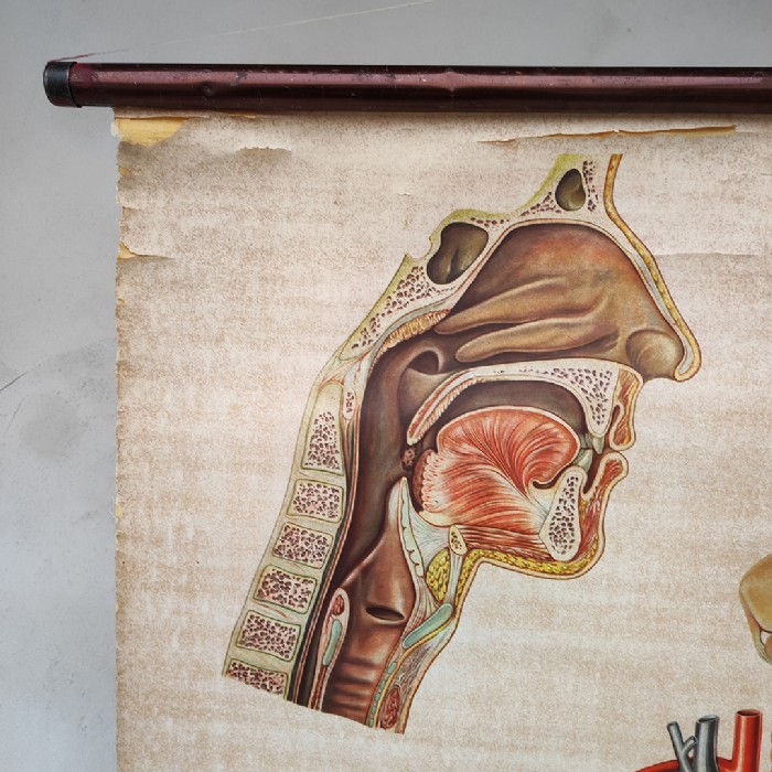 Passa il mouse sull'immagine per ingrandire Immagine dell'articolo Poster Poster didattico medico apparato respiratorio vintage n.401