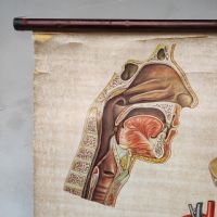 Ingrandisci l'immagine Miniatura dell'articolo Poster Poster didattico medico apparato respiratorio vintage n.401