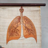 Ingrandisci l'immagine Miniatura dell'articolo Poster Poster didattico medico apparato respiratorio vintage n.401