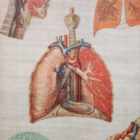 Ingrandisci l'immagine Miniatura dell'articolo Poster Poster didattico medico apparato respiratorio vintage n.401