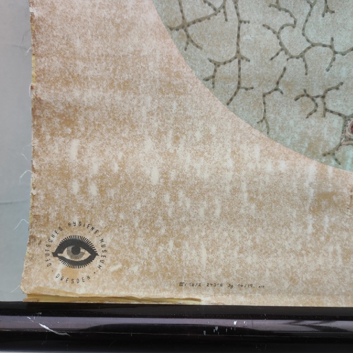 Passa il mouse sull'immagine per ingrandire Immagine dell'articolo Poster Poster didattico medico apparato respiratorio vintage n.401