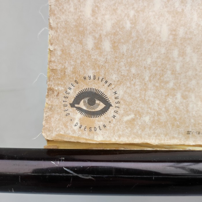 Passa il mouse sull'immagine per ingrandire Immagine dell'articolo Poster Poster didattico medico apparato respiratorio vintage n.401