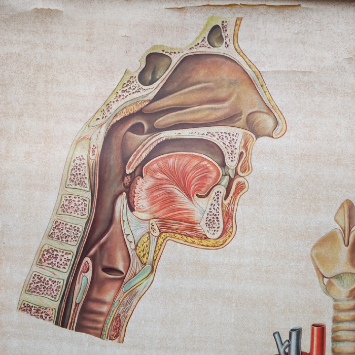 Passa il mouse sull'immagine per ingrandire Immagine dell'articolo Poster Poster didattico medico apparato respiratorio vintage n.401