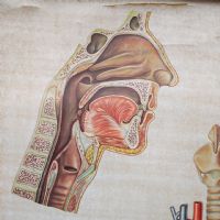 Ingrandisci l'immagine Miniatura dell'articolo Poster Poster didattico medico apparato respiratorio vintage n.401