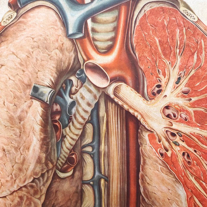 Passa il mouse sull'immagine per ingrandire Immagine dell'articolo Poster Poster didattico medico apparato respiratorio vintage n.401