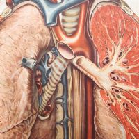 Ingrandisci l'immagine Miniatura dell'articolo Poster Poster didattico medico apparato respiratorio vintage n.401