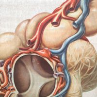 Ingrandisci l'immagine Miniatura dell'articolo Poster Poster didattico medico apparato respiratorio vintage n.401