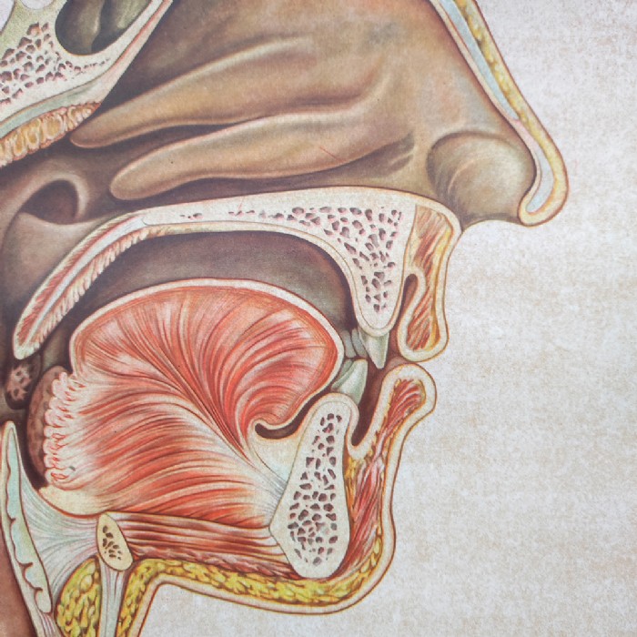 Passa il mouse sull'immagine per ingrandire Immagine dell'articolo Poster Poster didattico medico apparato respiratorio vintage n.401