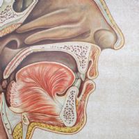 Ingrandisci l'immagine Miniatura dell'articolo Poster Poster didattico medico apparato respiratorio vintage n.401