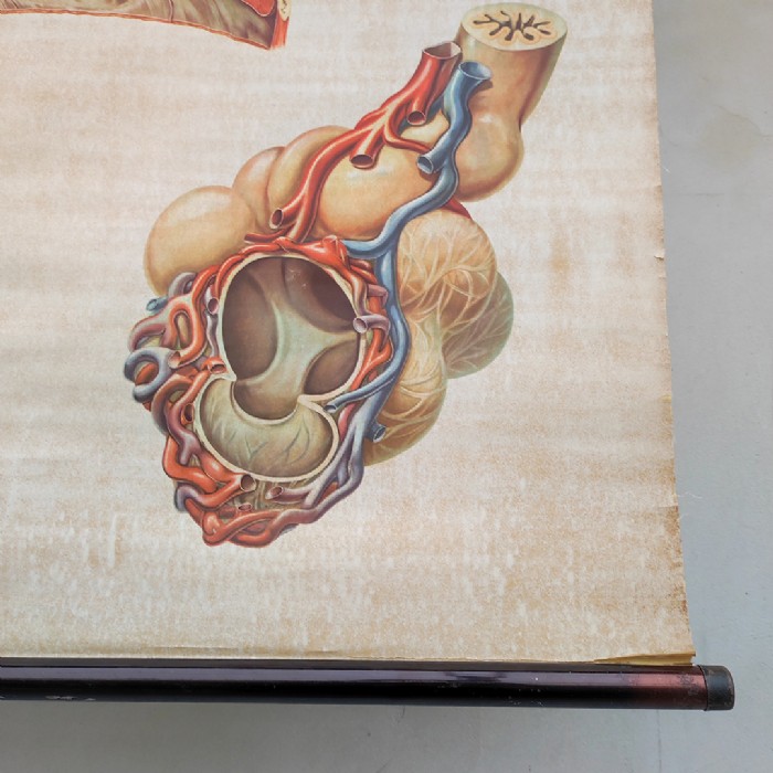 Passa il mouse sull'immagine per ingrandire Immagine dell'articolo Poster Poster didattico medico apparato respiratorio vintage n.401