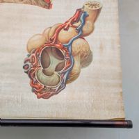 Ingrandisci l'immagine Miniatura dell'articolo Poster Poster didattico medico apparato respiratorio vintage n.401