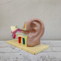Modellino didattico dell'orecchio umano vintage n�NaN di colore Misto