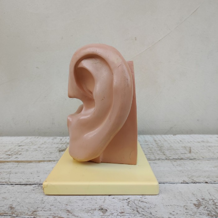 Immagine dell'articolo Scienza Modellino didattico dell'orecchio umano vintage n.434