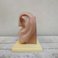 Miniatura dell'articolo Scienza Modellino didattico dell'orecchio umano vintage n.434