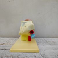 Miniatura dell'articolo Scienza Modellino didattico dell'orecchio umano vintage n.434