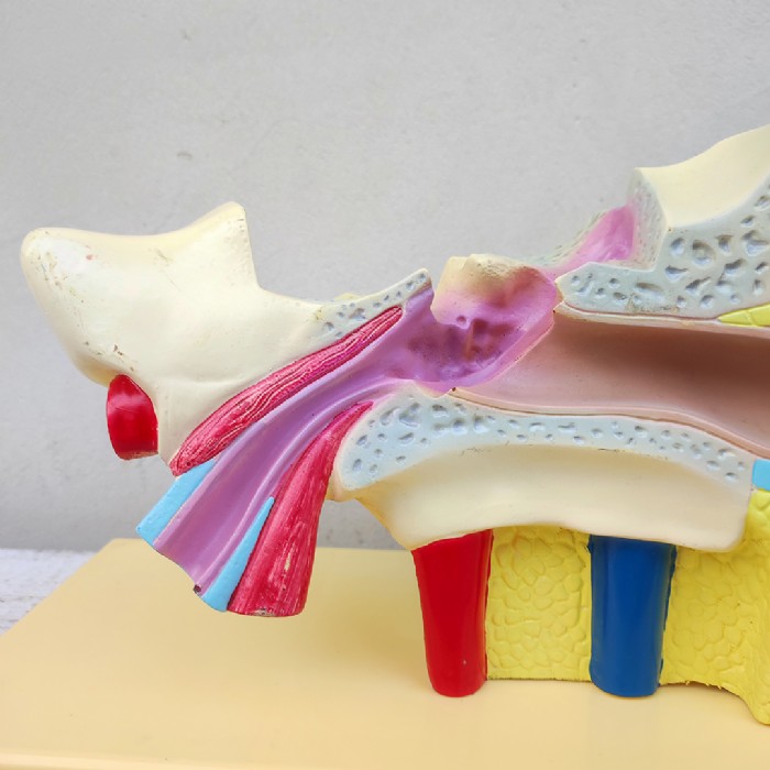 Immagine dell'articolo Scienza Modellino didattico dell'orecchio umano vintage n.434