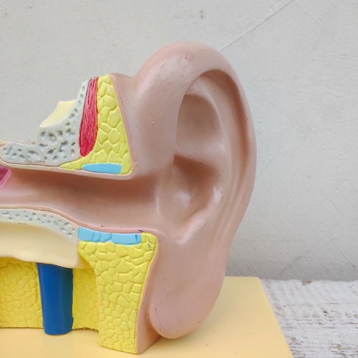 Immagine dell'articolo Scienza Modellino didattico dell'orecchio umano vintage n.434