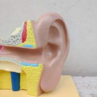 Miniatura dell'articolo Scienza Modellino didattico dell'orecchio umano vintage n.434