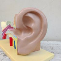 Miniatura dell'articolo Scienza Modellino didattico dell'orecchio umano vintage n.434