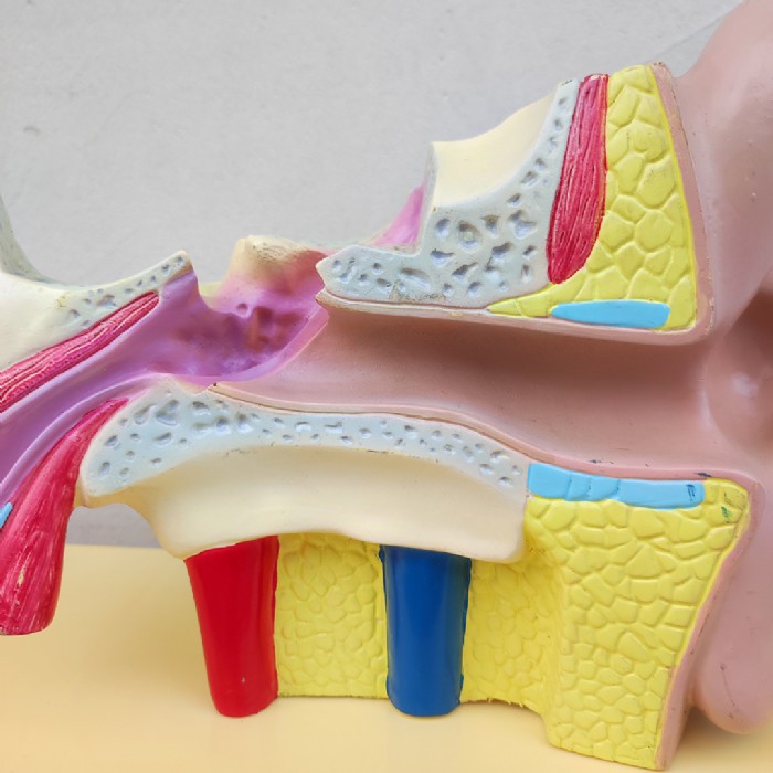 Immagine dell'articolo Scienza Modellino didattico dell'orecchio umano vintage n.434