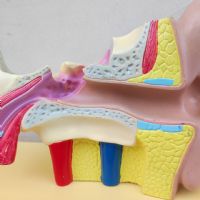 Miniatura dell'articolo Scienza Modellino didattico dell'orecchio umano vintage n.434