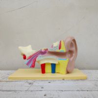 Miniatura dell'articolo Scienza Modellino didattico dell'orecchio umano vintage n.434
