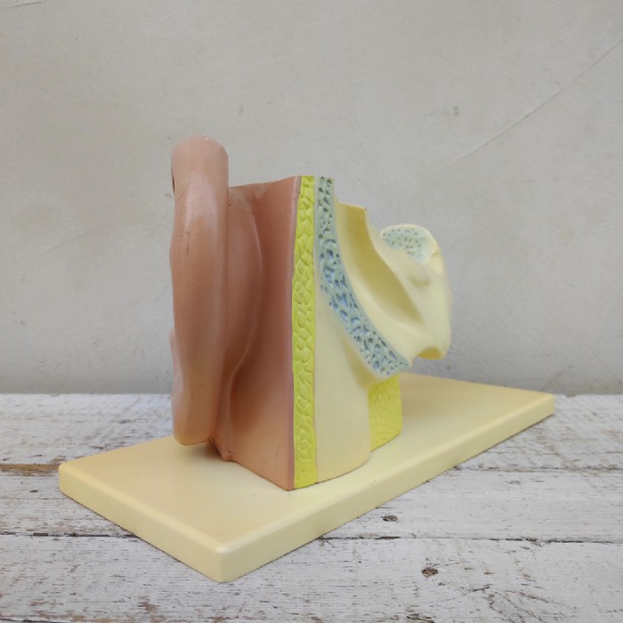 Immagine dell'articolo Scienza Modellino didattico dell'orecchio umano vintage n.434