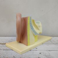 Miniatura dell'articolo Scienza Modellino didattico dell'orecchio umano vintage n.434