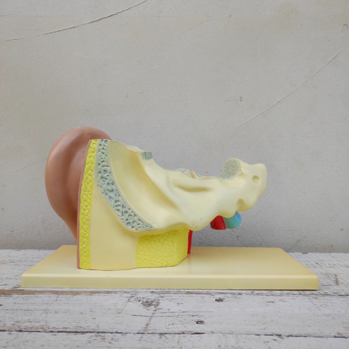 Immagine dell'articolo Scienza Modellino didattico dell'orecchio umano vintage n.434