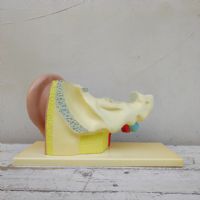 Miniatura dell'articolo Scienza Modellino didattico dell'orecchio umano vintage n.434