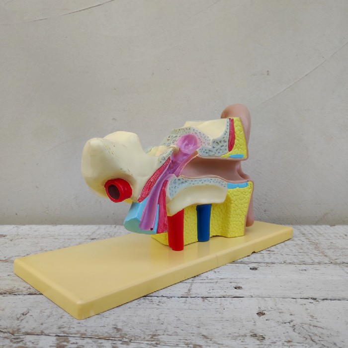 Immagine dell'articolo Scienza Modellino didattico dell'orecchio umano vintage n.434