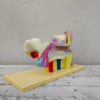 Miniatura dell'articolo Scienza Modellino didattico dell'orecchio umano vintage n.434